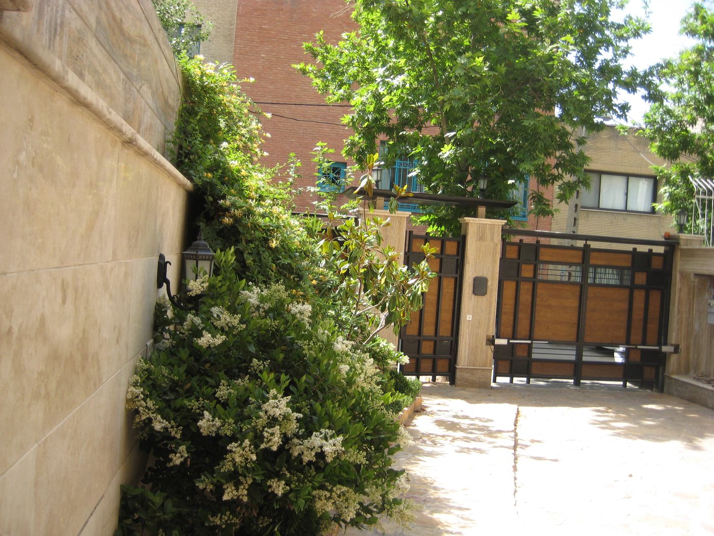 Garden gate and climbing plants